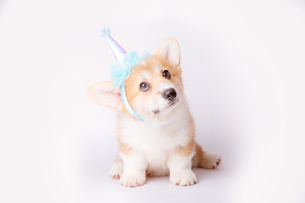 A corgi puppy isolated on a white background