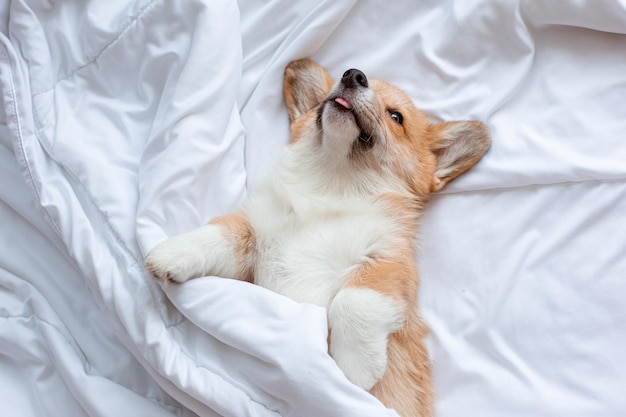 Corgi puppy lies under the blanket sleeping on the bed