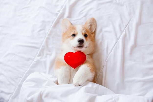 A corgi puppy lies on its back holding a heart