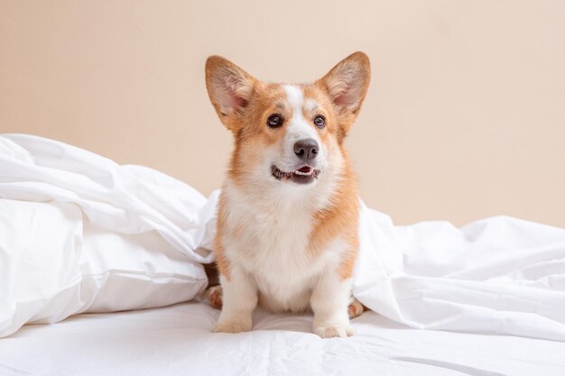 Corgi puppy lying on the bed under the covers and looking at the camera