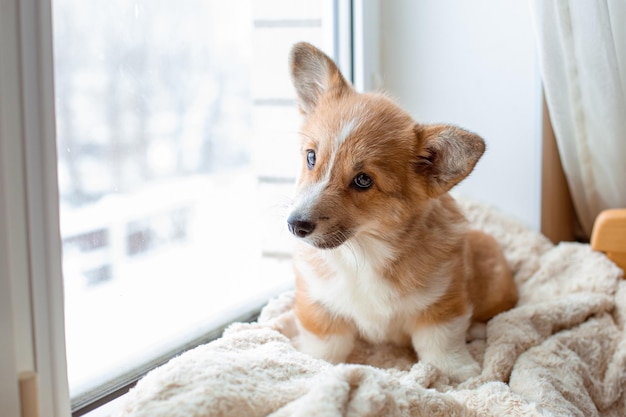 Corgi puppy sitting on the window looking out the window