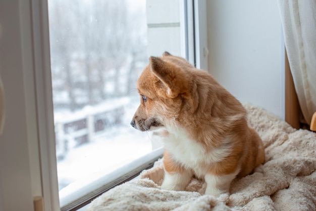 Corgi puppy sitting on the window looking out the window