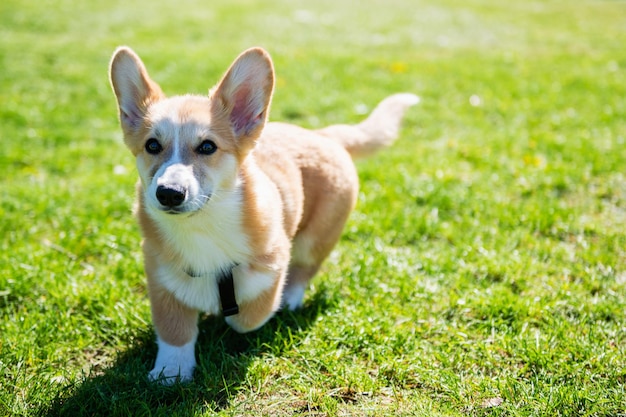 Corgi puppy walks on a green lawn on a sunny day