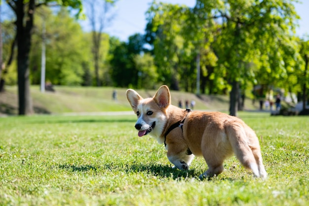 Corgi puppy walks on a green lawn on a sunny day