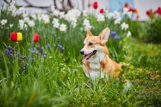 Corgi in spring flowers