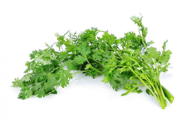 Coriander bunch isolated on white