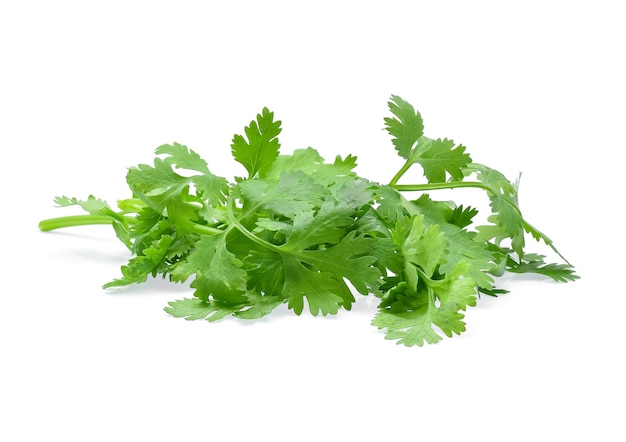 Coriander isolated on white