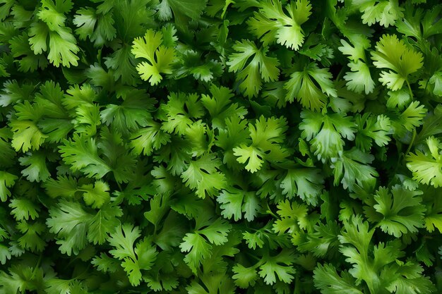 Coriander leaves background top view Fresh green parsley