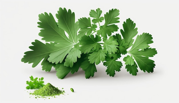 Coriander Leaves realistic illustration white background image Ai generated art