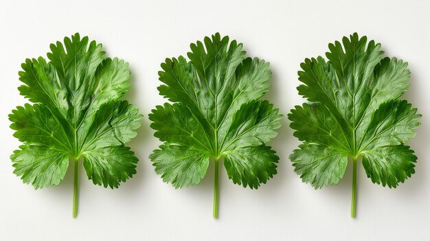 Photo coriander leaves