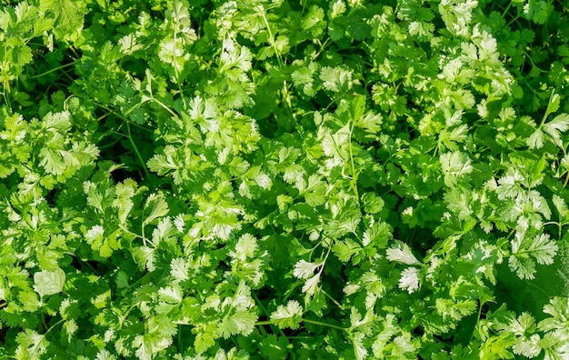 Coriander organic vegetable gardening with green coriander leaf fresh vegetable vegetable garden in the backyard garden home gardening nature vegetable top view