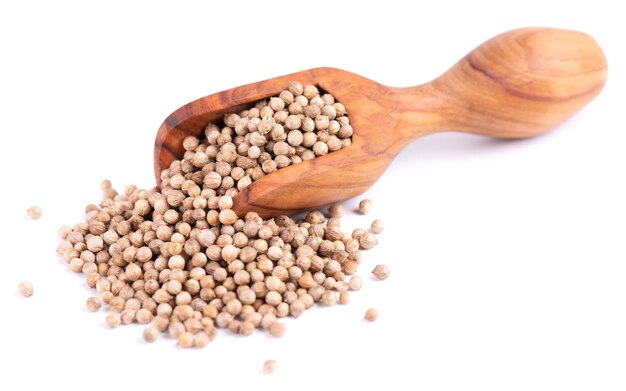 Coriander seeds in olive scoop isolated on white background Cilantro grain Organic spice