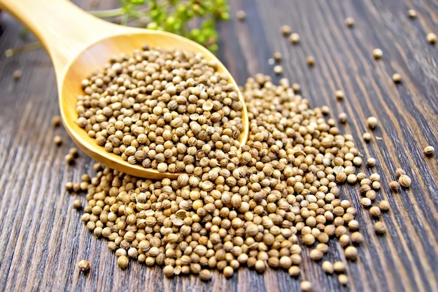 Coriander seeds in spoon on dark board