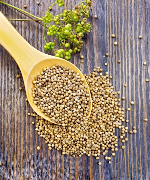 Coriander seeds in a spoon umbrella immature green coriander seeds on the background of the wooden planks on top