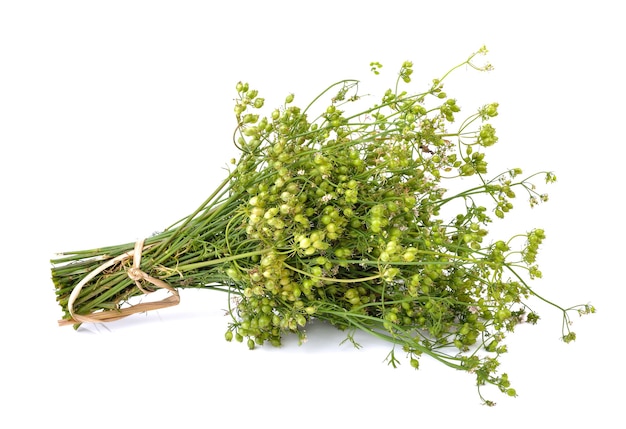 Coriander seeds on white.