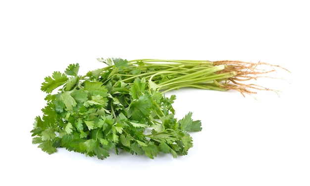 Coriander on white wall