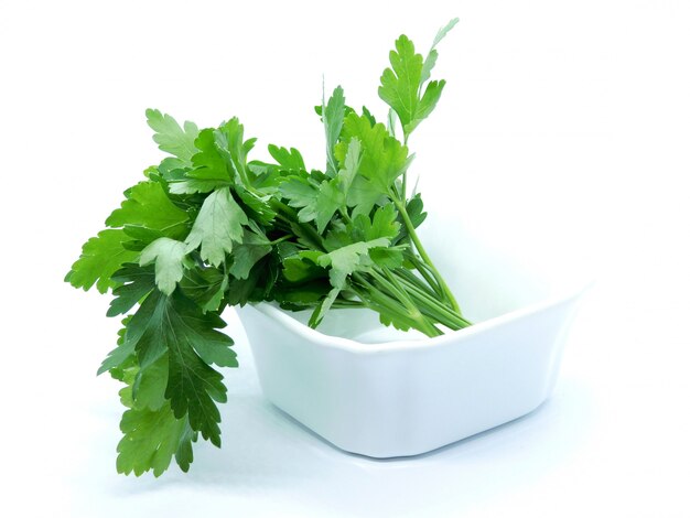 Coriander