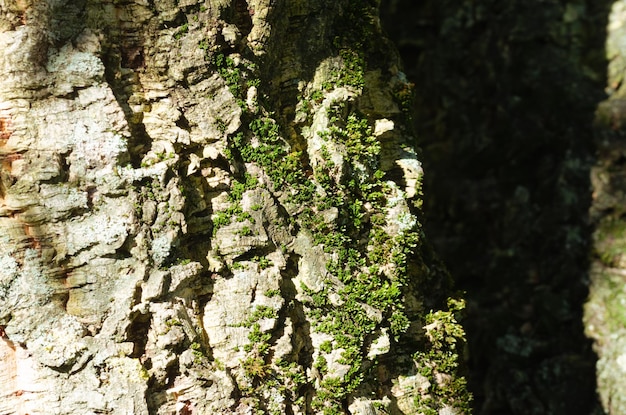 Cork oak trunk Cork oak tree bark macro