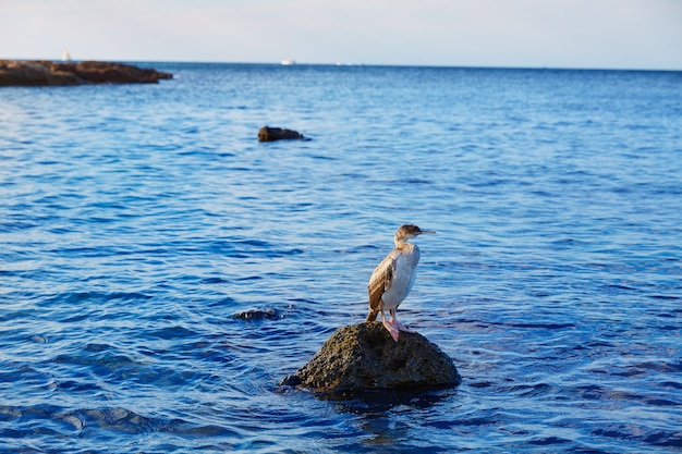 cormorant bird in Mediterranean Denia rock