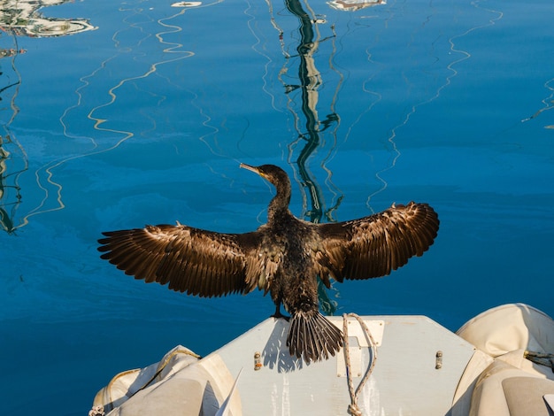 A cormorant with open wings