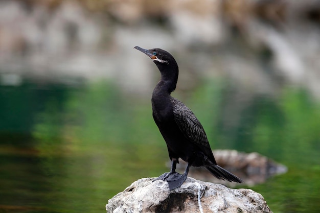 Cormorants Filmed on the Yucatan Peninsula