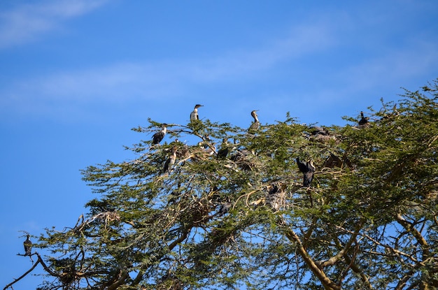 Cormorants perched on a tree near Naivasha Lake Kenya africa