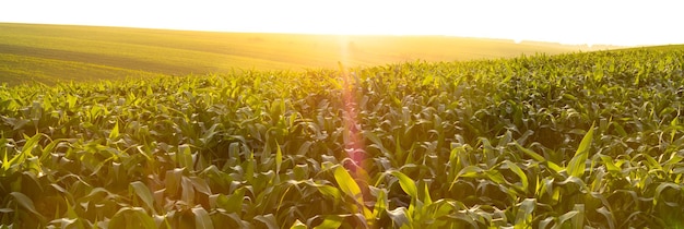 Corn agriculture Green nature Rural field on farm land in summer Plant growth Farming scene