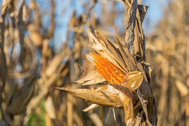 Corn for animal