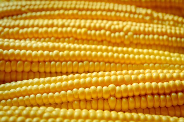 Corn background