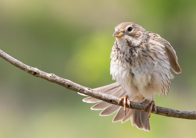 Corn bunting Emberiza calandra A bird stretching its wings and tail