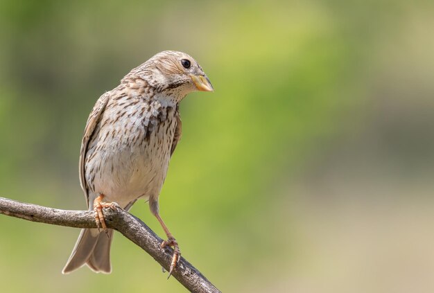 Corn bunting Emberiza calandra The male bird sits on a thin branch against a green background