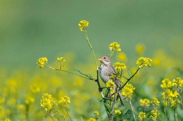 Corn bunting Miliaria calandra Malaga Spain