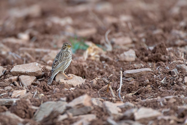 Corn bunting Miliaria calandra Malaga Spain