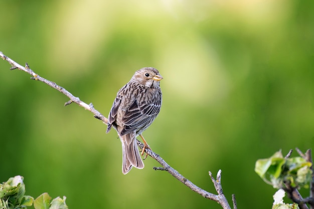 Corn Bunting Miliaria calandra Singing bird in spring on green