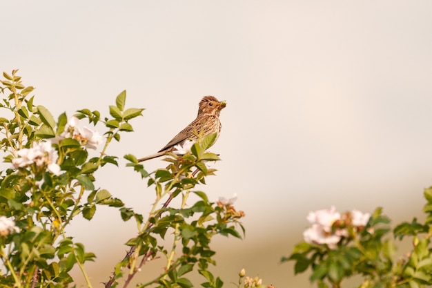 Corn Bunting with food in beak on the branches of flowering grass. Miliaria calandra.