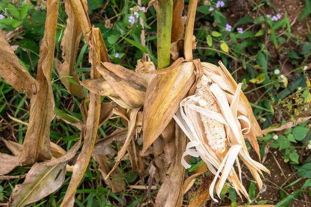 Corn cob on a dry corn field in garden that is not ready to be harvested because damaged