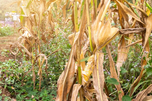 Corn cob on a dry corn field in garden that is not ready to be harvested because damaged