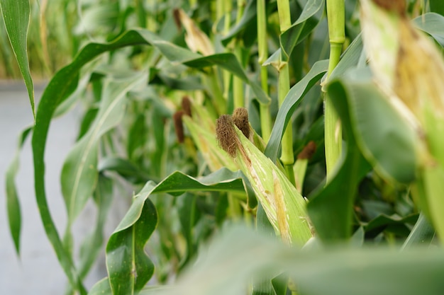 Corn cob on a field at Thailand.