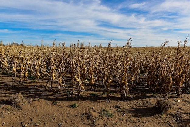 Corn cob growing on plant ready to harvest Argentine Countryside Buenos Aires Province Argentina