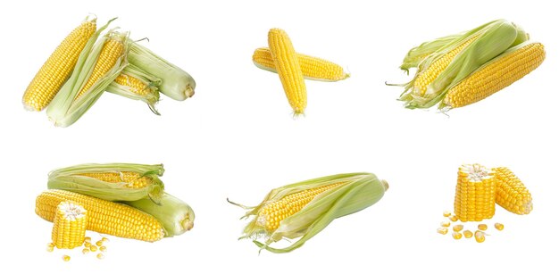 Corn cob isolated on white background Set or collection