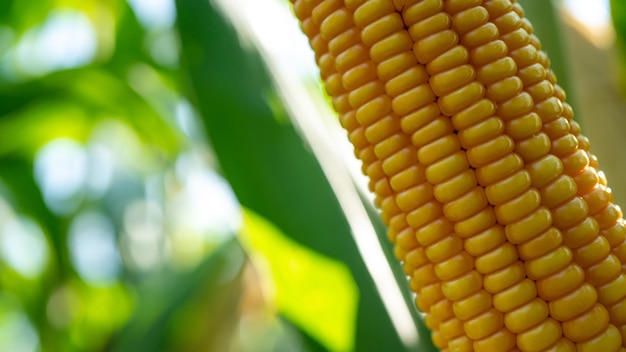 Corn cob in organic corn field Corn Garden agriculture plant