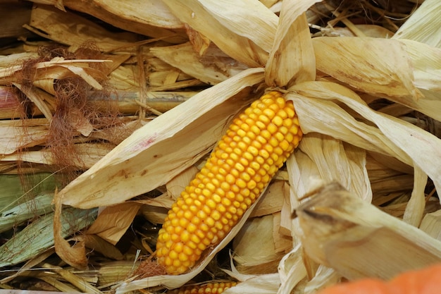 Corn on the cob with dry corn husks. Food and agriculture concept.