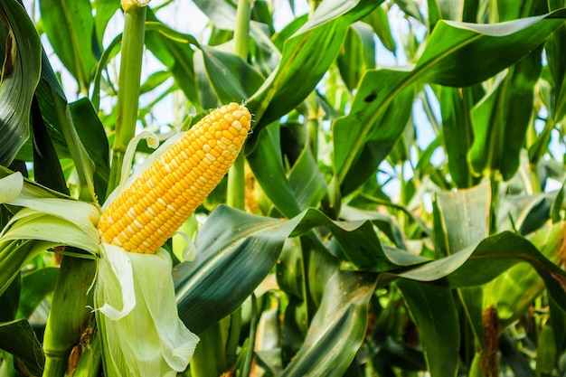 Corn cob with green leaves growth in agriculture field outdoor