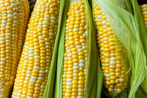 Corn cobs close up