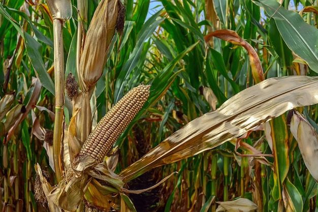 Corn cobs, mature, full of grain in the field, before harvesting