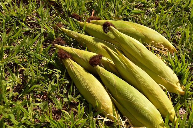 corn cobs in natural open environment