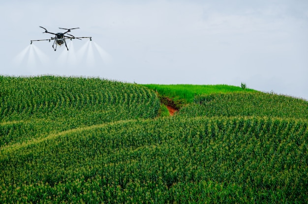 Corn in the corn field at Mountain with agriculture drone