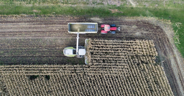 Corn crop agricultural activity for harvest season