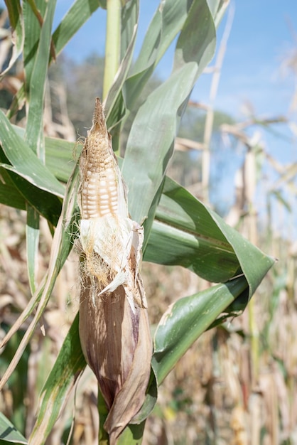 Corn crop in countryside against sky