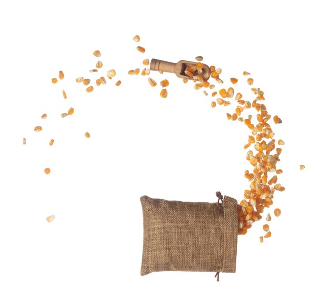 Corn dried seed grain fly in sack bag Yellow Golden corn seed falling scatter explosion float in shape form line group White background isolated freeze motion high speed shutter